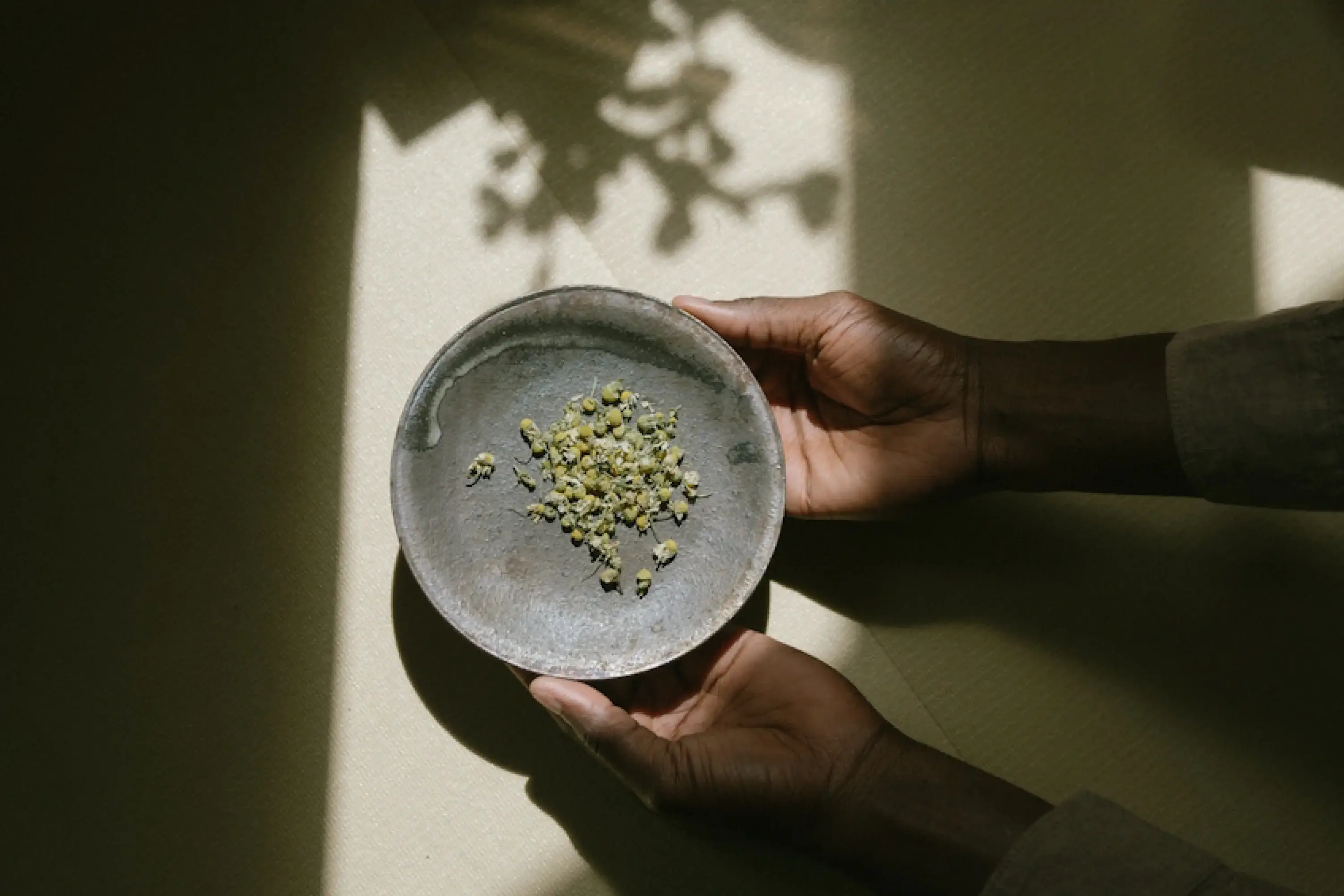 two hands holding a plate of dried chamomile